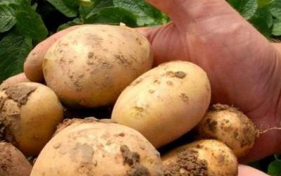 Beneficios de la Patata